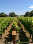 Robert Mondavi 2